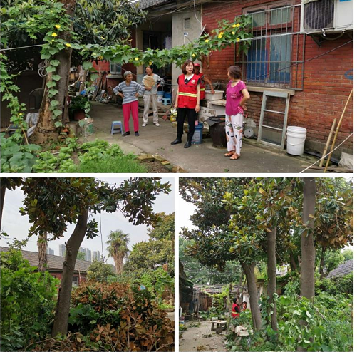 修整險(xiǎn)樹 除危保安——電瓷社區(qū)黨群服務(wù)中心在行動(dòng)