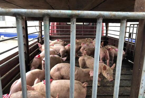 財(cái)迷心竅 養(yǎng)殖場(chǎng)技術(shù)員偷了28只小種豬